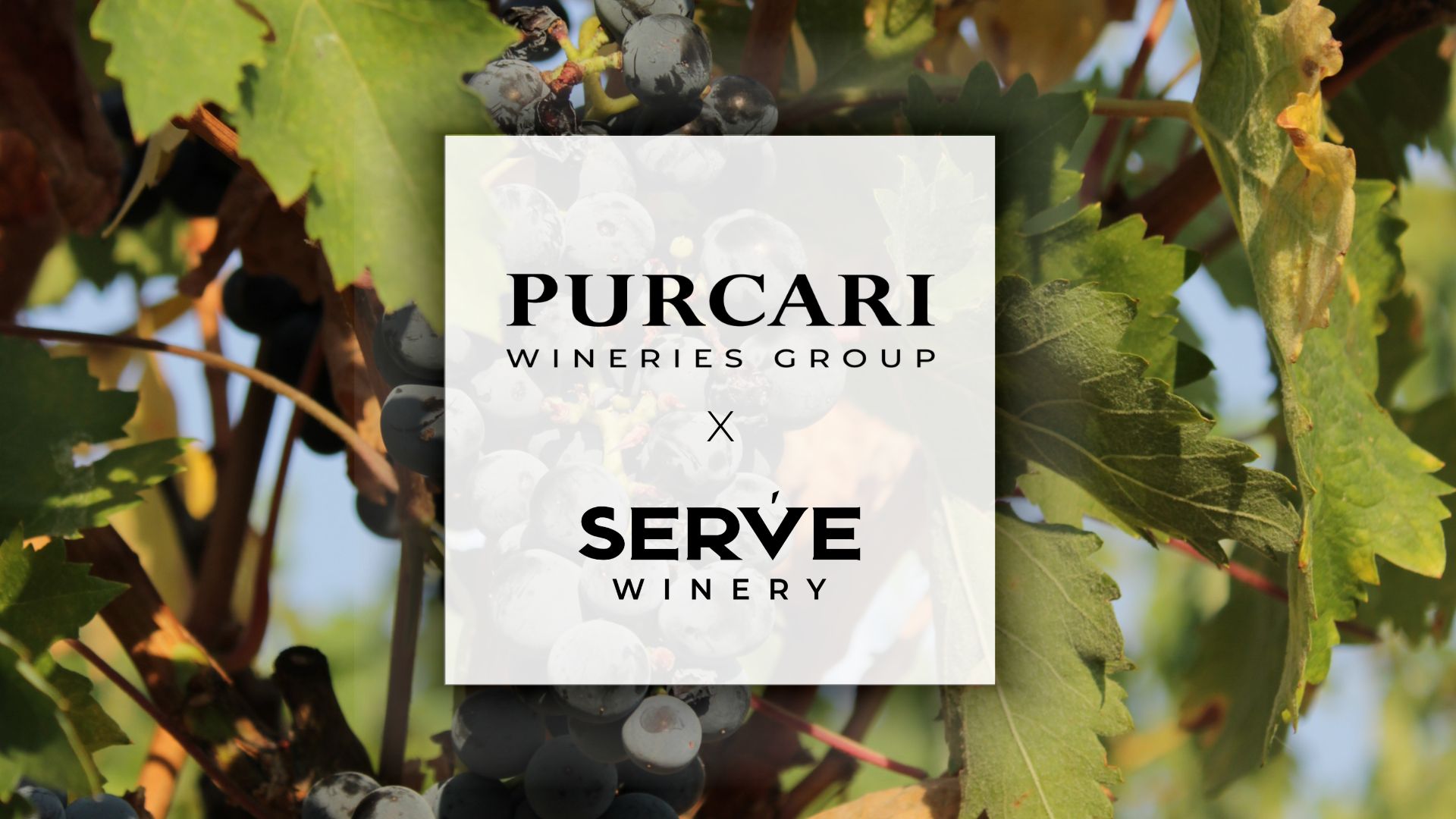 Purcari - prostokąt .png